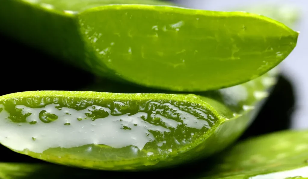 06 Natural Ways to Get Rid of Pimples 2024 5 A fresh green aloe vera leaf cut open to reveal the clear, gel-like substance inside, indicative of natural healing and skincare properties.